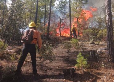 Reportan al menos 68 mil hectáreas afectadas por incendios forestales en Chihuahua