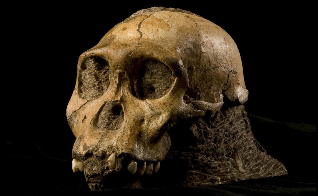 Rastros de una especie de homínido descubierta por paleontólogos sudafricanos en 2010. Foto: EFE