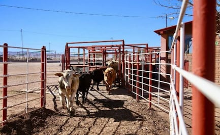Texas pide abrir la frontera al ganado mexicano "lo antes posible"