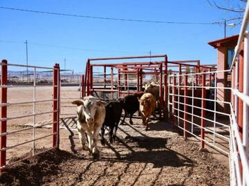 Texas pide abrir la frontera al ganado mexicano "lo antes posible"