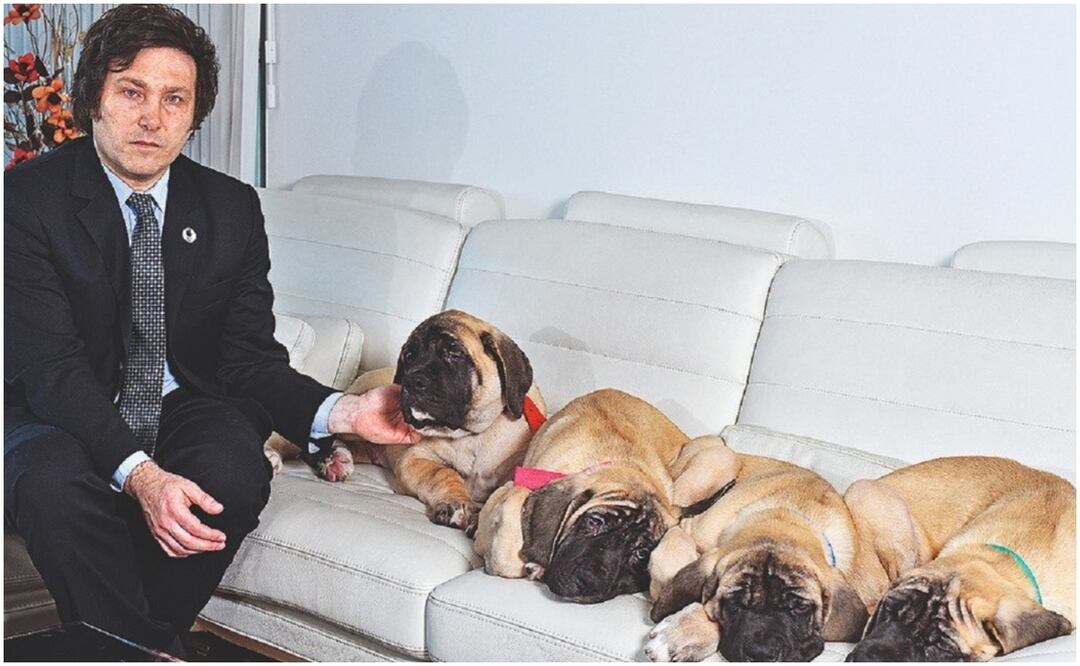 Javier Milei con sus cuatro perros mastines ingleses, clones de Conan, su perro que murió en 2017. Foto: Tomada de X, antes Twitter