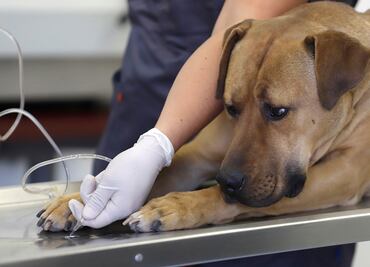 ¿Cuál es tu veterinario más cercano? CDMX lanza micrositio por Covid-19