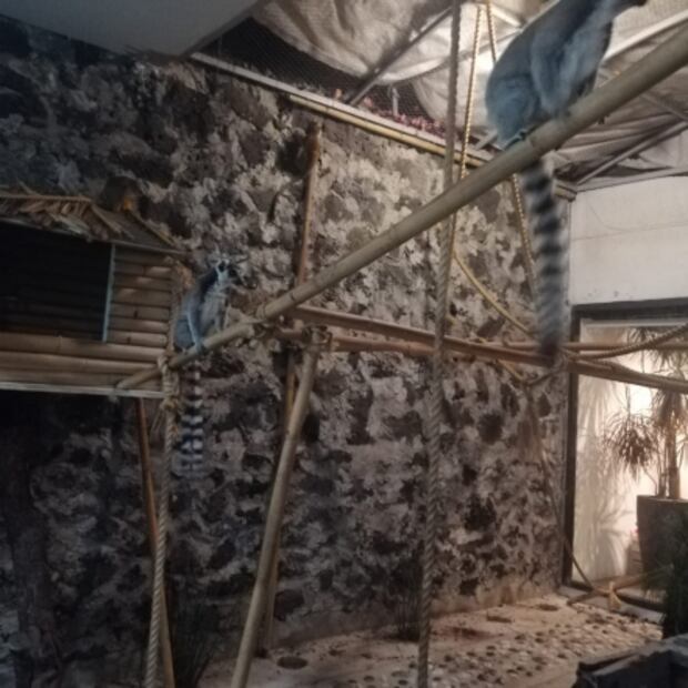 Resguardan a especies de primates en Álvaro Obregón