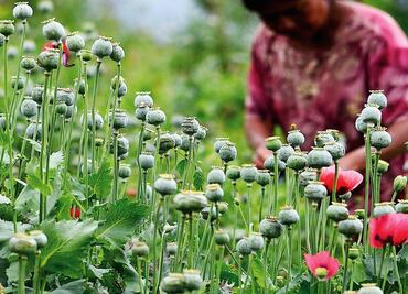 López Obrador wants to legalize drugs