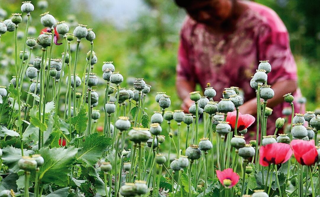 Woman working on a clandestine opium field - Photo: Salvador Cisneros Silva/EL UNIVERSAL