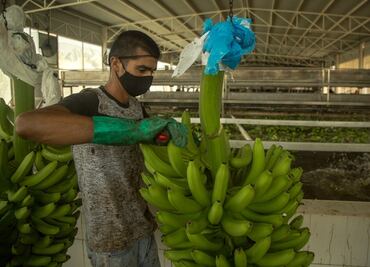 Michoacán, una comunidad en armas para plantar plátanos