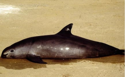 Permanent ban to save tiny porpoise