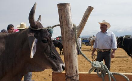 Autoridades estatales niegan segundo caso de gusano barrenador en Oaxaca; Senasica es quien puede confirmar o no los casos, aseguran