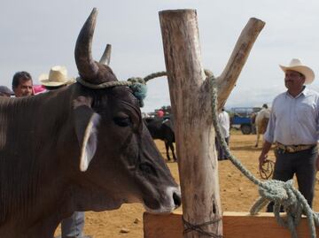 Cambio climático favoreció al regreso de la plaga de gusano barrenador del ganado; disminuyó eficacia de controles biológicos: UNAM