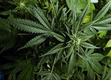 Mexico to legalize marijuana-based product sales