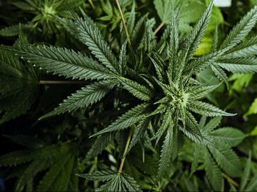 Mexico to legalize marijuana-based product sales