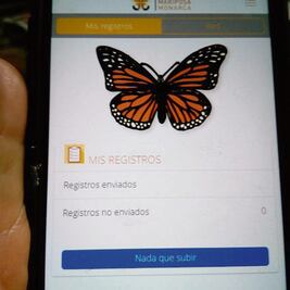 Crean app para vigilar a las mariposas monarcas