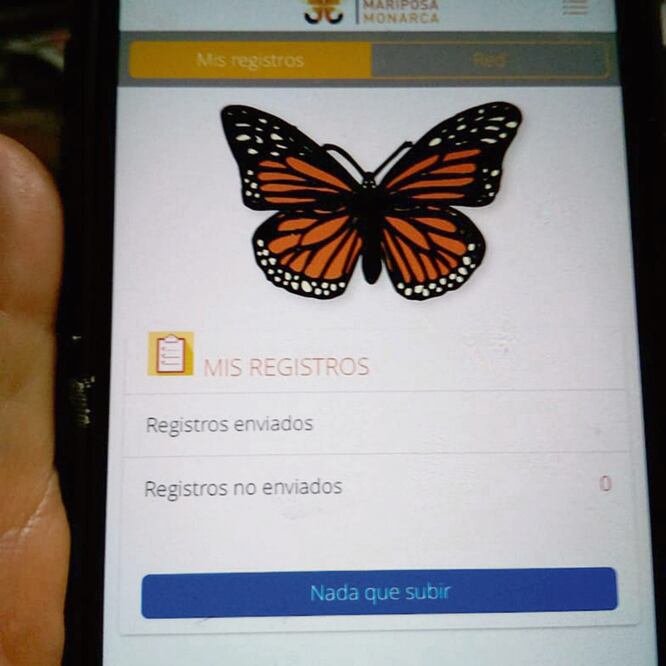Monitoreo. Red Monarca es gratuita y con ella se podrá registrar el paso de mariposas por distintas partes del país. REBECA JIMÉNEZ. EL UNIVERSAL
