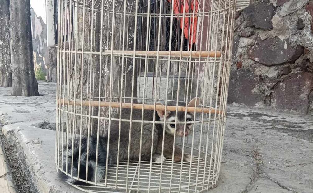 El cacomixtle será canalizado a la Brigada de Vigilancia Animal.
Foto: Especial.