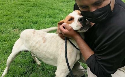 Así se recupera Leo, perrito rescatado en Xochimilco; estaba abandonado en una azotea