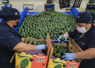 Tras una década en espera del permiso, sale primer embarque con 2020 toneladas de aguacate de Jalisco a EU