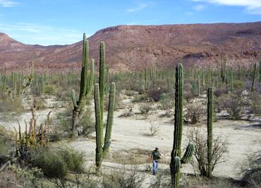 Visit Mexico’s most striking cacti sanctuary