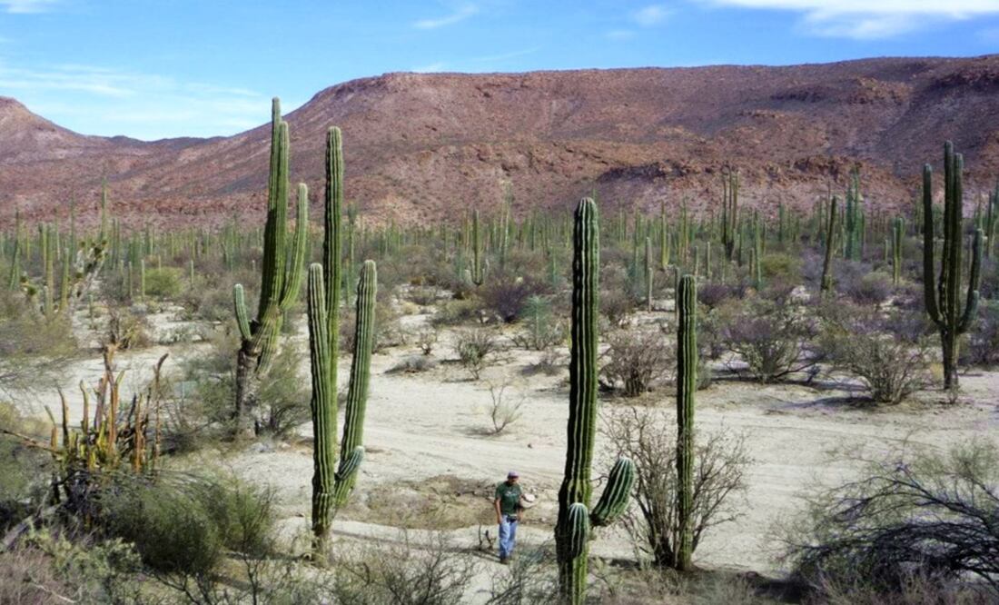 This biological reserve is located in the Cataviña Desert – Photo: Joebeth Terríquez/EL UNIVERSAL