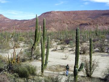 Visit Mexico’s most striking cacti sanctuary