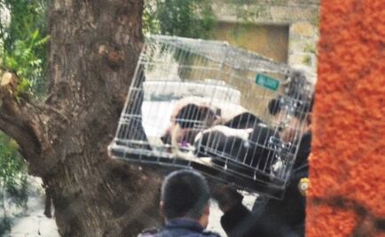 Abuela narra ataque de perros pitbull a su nieta en Coyoacán 