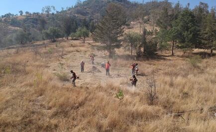 Arrancan limpieza de maleza en 120 hectáreas del Cerro de la Estrella