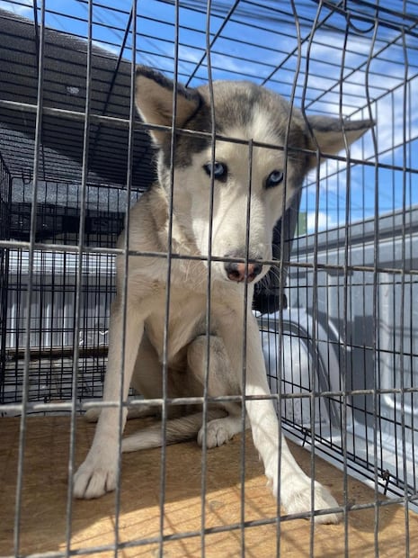 Caso Sasha: usuarios apoyan a la perrita husky que mordió a un niño. Foto: DABA