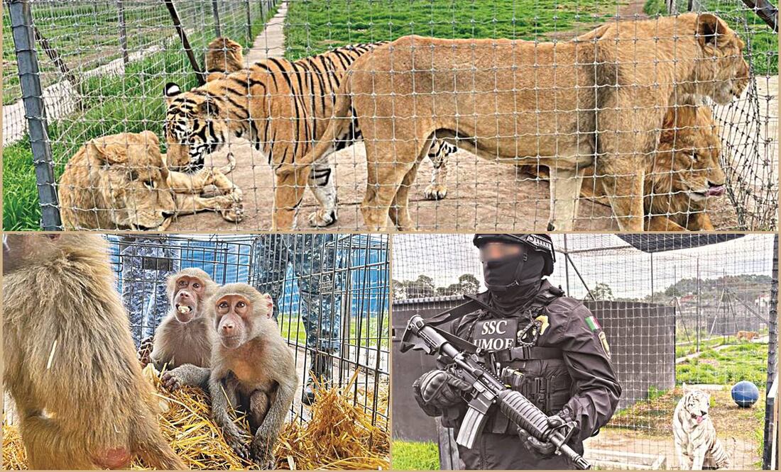 México y el maltrato a los animales