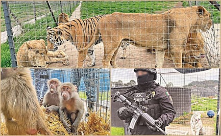 México y el maltrato a los animales