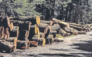 Probosque da lista de Jinetes del Apocalipsis Forestal 