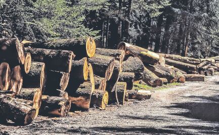 Probosque da lista de Jinetes del Apocalipsis Forestal 