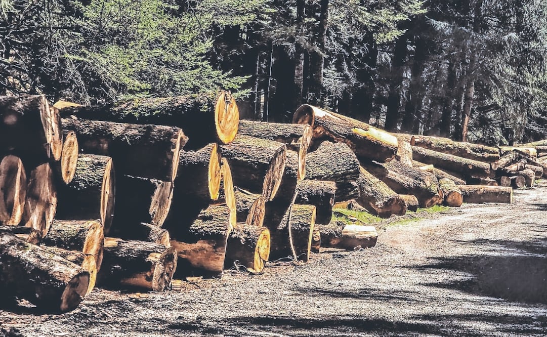 Se calcula que cada año se extraen de bosques mexiquenses 130 millones de metros cúbicos de madera, según datos de Probosque. Foto: Alma Rodríguez/ EL UNIVERSAL