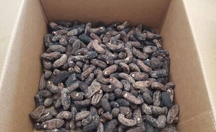 Aseguran más de 40 mil pepinos de mar en Baja California