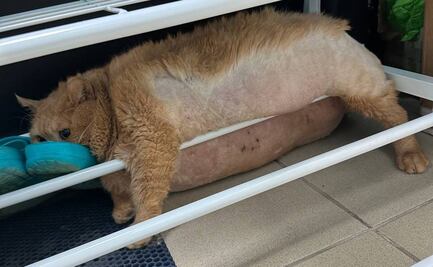 Kroshik: Tras ser rescatado en Rusia, gatito de 17 kilos queda atrapado al intentar fugarse de rehabilitación