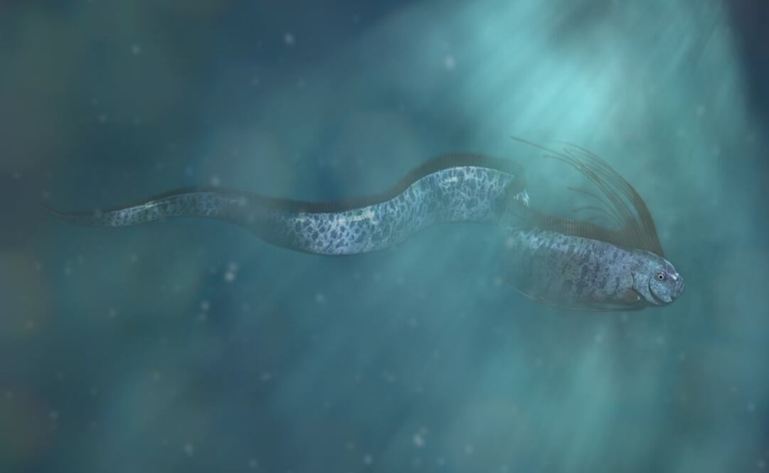 El pez habita en profundidades de aproximadamente mil metros. Foto: iStock