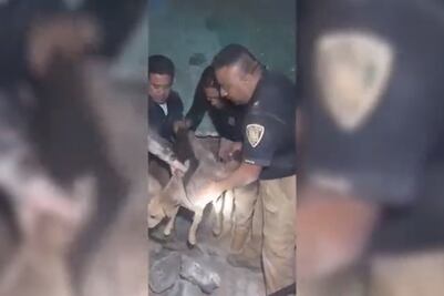 VIDEO: Así fue el rescate de una perrita que quedó atrapada entre 2 bardas en Coyoacán
