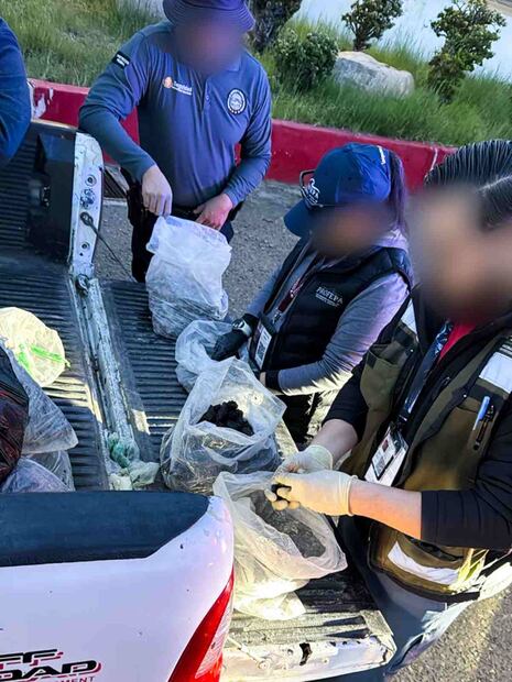 La Profepa aseguró 21 mil 823 ejemplares de pepino de mar durante un operativo realizado en el municipio de Playas de Rosarito, en el estado de Baja California. Foto: Especial