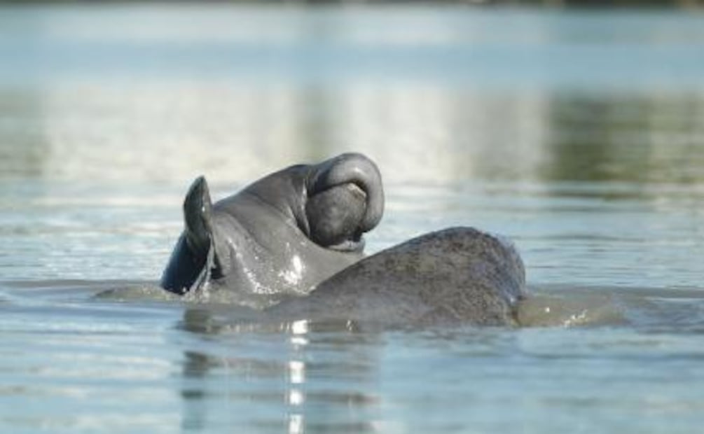 Curiosidades del manatí, nuestra especie está en peligro
