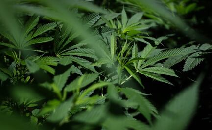 No sólo contra Covid-19: La marihuana también ataca al cáncer y estas enfermedades, dice experto