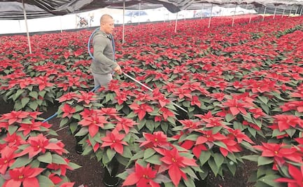 Ponen en marcha venta de nochebuenas en CDMX