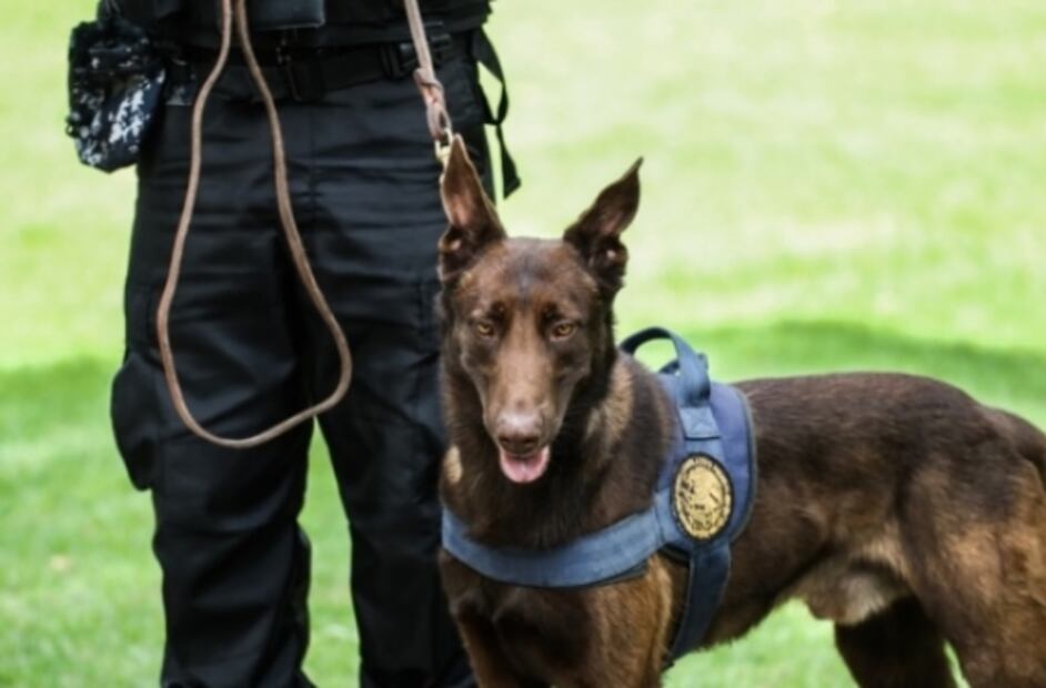 Thor, the cutest bomb dog in Mexico’s Lower Chamber