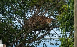 Autoridades federales y estatales realizan operativo de búsqueda de un jaguar en la ciudad de Campeche; vecinos reportaron verlo en un árbol