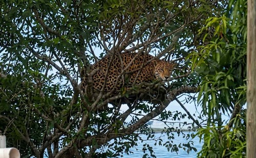Autoridades federales y estatales realizan operativo de búsqueda de un jaguar en la ciudad de Campeche; vecinos reportaron verlo en un árbol