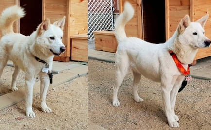 Kim Jong Un regala dos perros a presidente de Corea del Sur tras cumbre