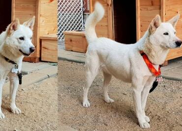 Kim Jong Un regala dos perros a presidente de Corea del Sur tras cumbre