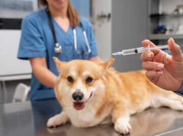 ¿Qué debo hacer con mi perro luego de vacunarlo, según veterinaria?