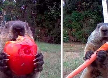 Viral: Marmota roba cosecha y se la come frente a la cámara de seguridad