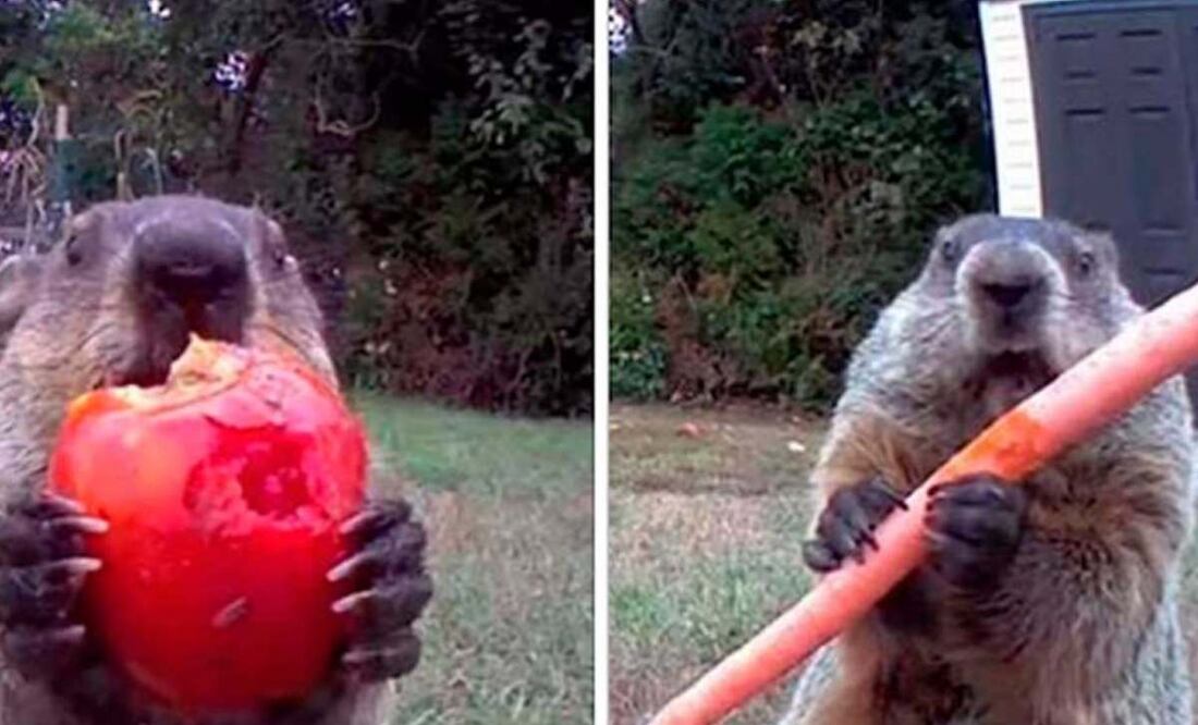 Viral: Marmota roba cosecha y se la come frente a la cámara de seguridad