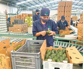 Buscan superar envío de aguacate para Super Bowl