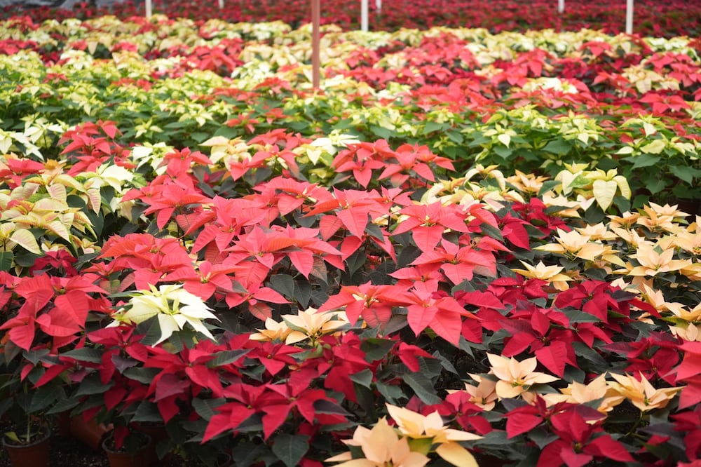 Se venden más de un millón 700 mil nochebuenas en CDMX: Sedema. (Foto: especial)