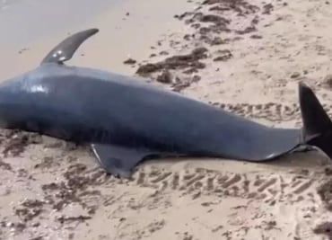Encuentran restos de delfín nariz de botella en puerto de Yucatán; ambientalistas sospechan que muerte se debe a actividad humana